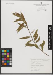 Foto von Salix triandra subsp. triandra L.